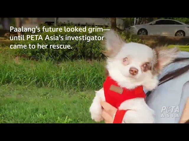 Rescued! Dog Saved From Hellish Puppy Mill in South Korea