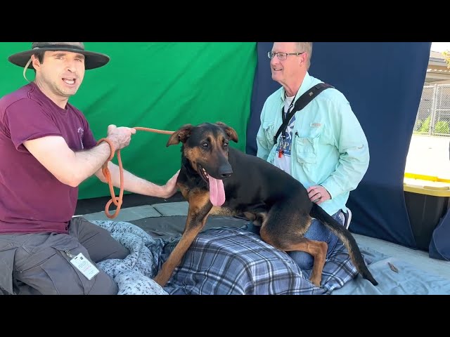 NEW! A5531011 Benedict | German Shepherd/Doberman Pinscher mix