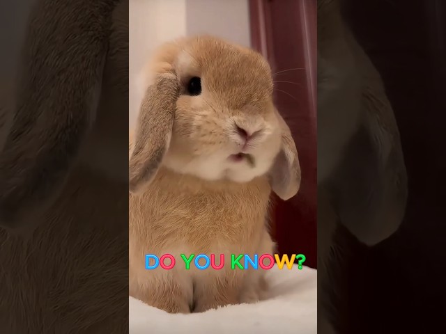 Fastest Nose Wiggle Ever 🏆🐰