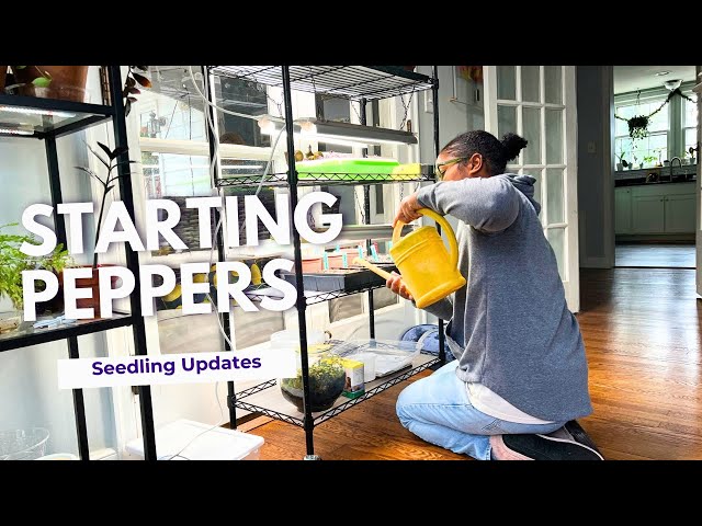 Starting Frost Tolerant Seeds and Pepper Seeds | Seed Starting Tips & Updates! | Early Gardening