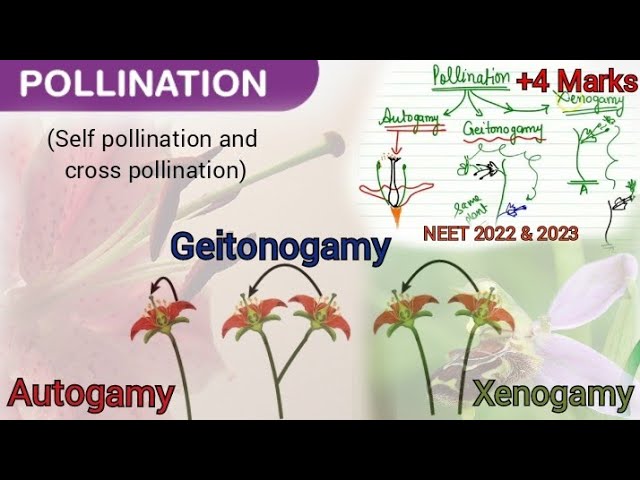 Autogamy, Geitonogamy and Xenogamy|Best way to understand different types of pollination| #NEET #bio