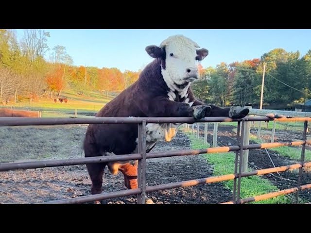 Funniest ANIMALS Videos 2025 That Will Make You Laugh To Tear 😂