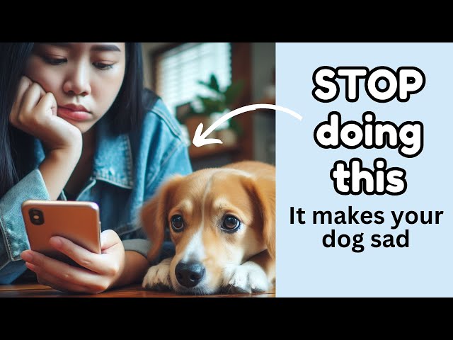 8 Bad Habits dog owners need to stop (in order to have a happy dog)