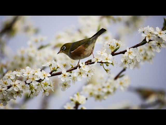 Calm Your Mind With Relaxing Music || Beautiful Nature View || With Flowers ||