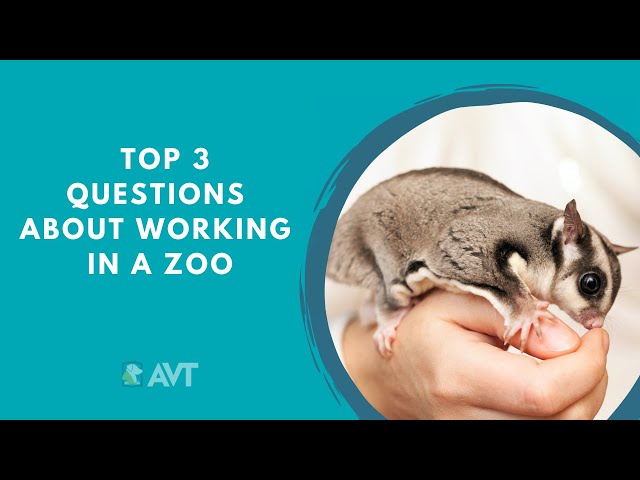 Top 3 Questions about Working in a Zoo