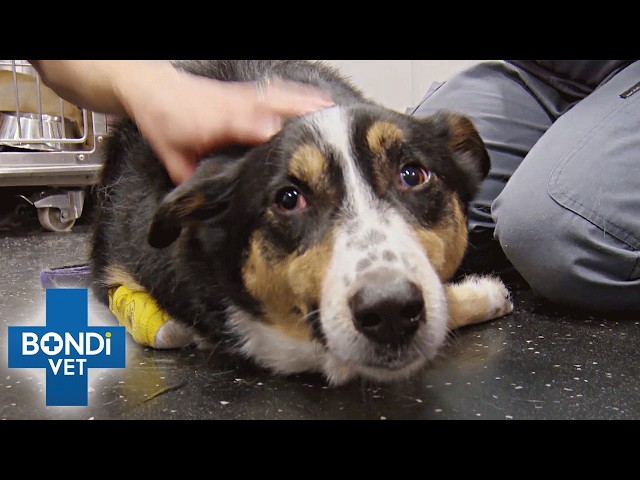 Extracting Toy Stuck in Dog's Stomach 😱 Bondi Vet