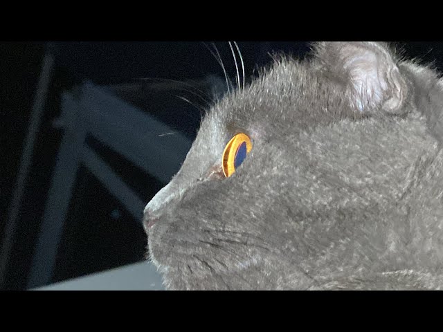 Katzen ASMR👍❤️❤️