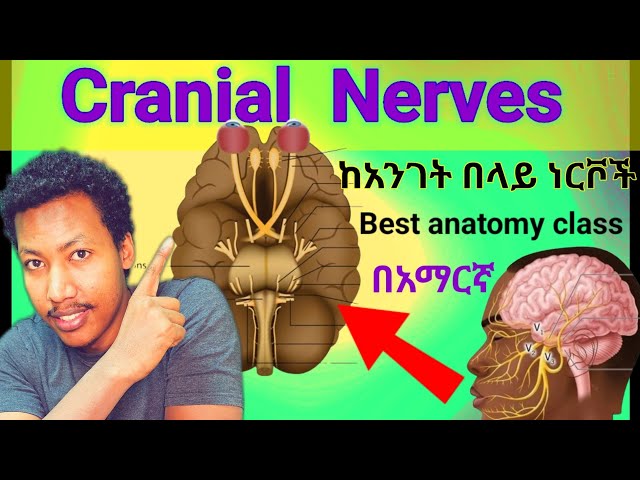 🛑 ከ አንገት በላይ ያሉ ነርቮች Cranial Nerves anatomy #brain #nerves #amazing class #ethiopia #nervoussystem