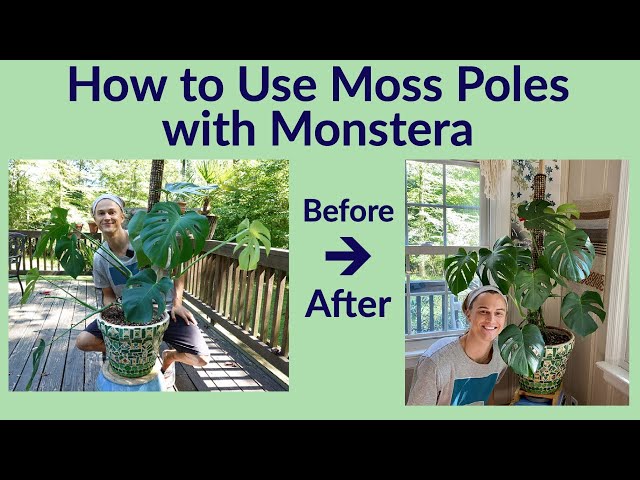 Moss Poles & Monstera deliciosa - How to Use them (2023)