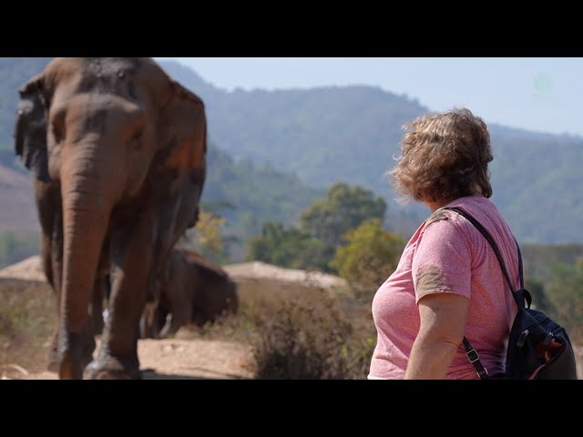 Heartwarming Moment Of The Woman Meet The Elephant Again After Rescued To Sanctuary - ElephantNews