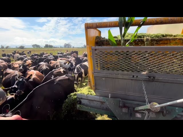 Responding Well To The Maize