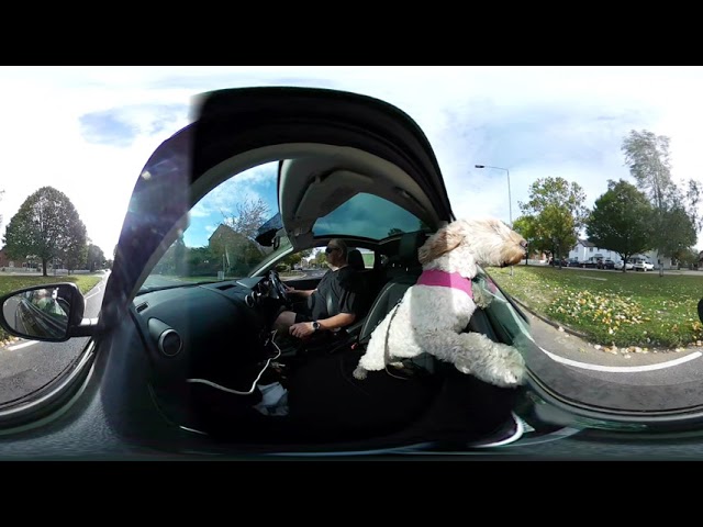 360° car journey with a cockerpoo.