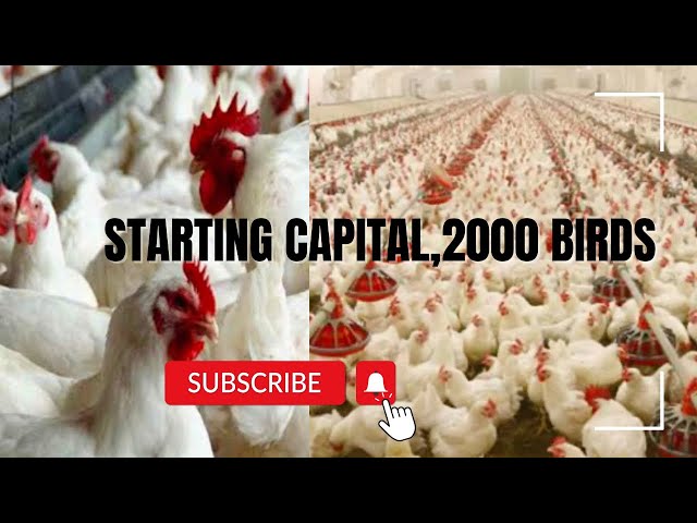 How much does it takes to raise 2000 BROILERS from Day Old to Week 6/#poultryideas #farmbusiness