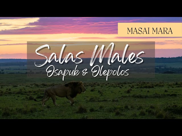 Osapuk & Olepolos Salas males - Maasai Mara, Kenya 4K HDR