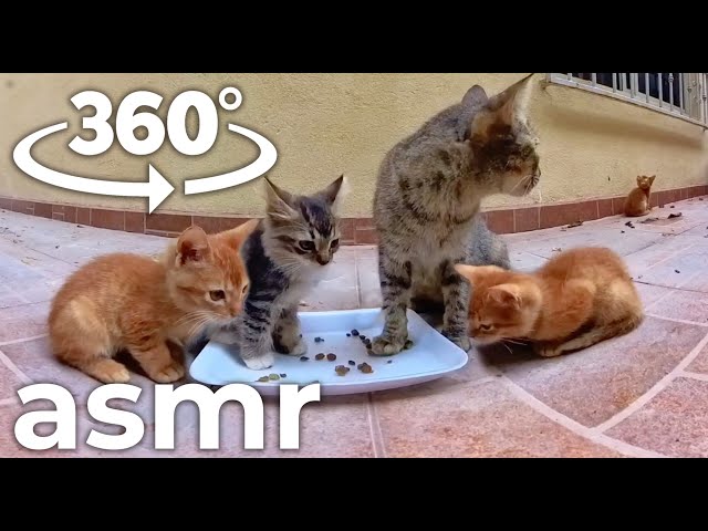 Family of CATS eating kibble ASMR vr 360