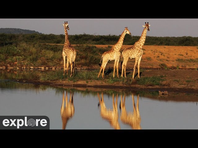 Africam Tau powered by EXPLORE.org