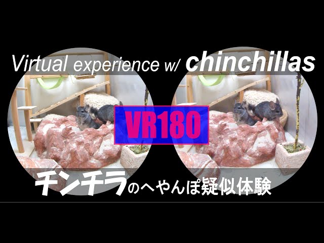 【VR180】チンチラのへやんぽ疑似体験　Virtual experience with chinchillas　#Chinchilla　#チンチラ