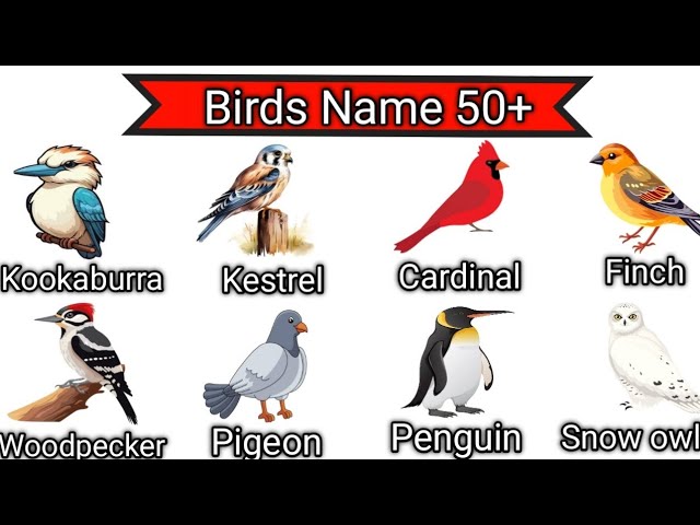 Birds Name Vocabulary | 🔥 English word's with pictures