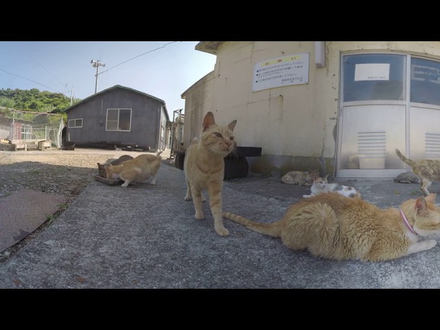 Japanese Cat Island 360 video (7 GoPro Hero 4 Black + MewPro Bastet)