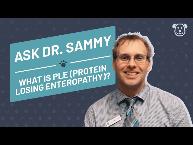 What is PLE (Protein Losing Enteropathy)?