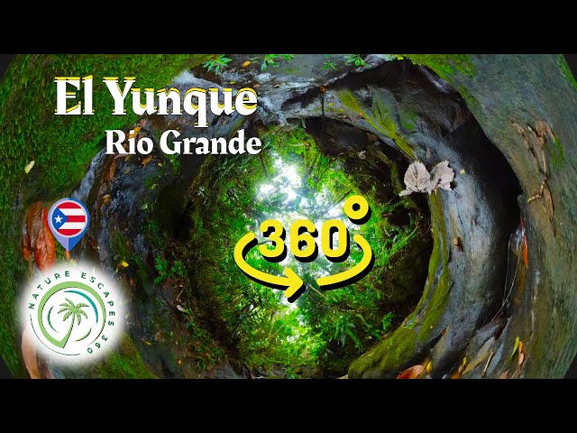 Nature Sounds in the tropical rainforest with water flowing and babbling 4k 360 video