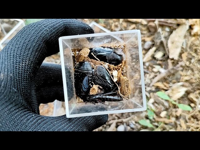 I found giant cockroaches, scorpions, millipedes and other beautiful insects