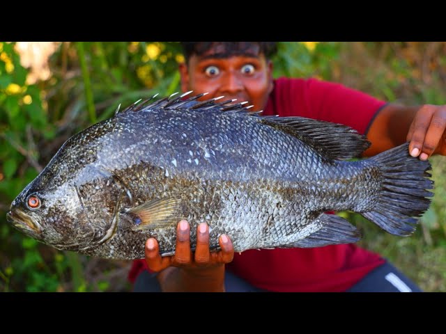 குழிக்குள் சுட்ட கொடுவாய் மீன் வேட்டை|Big Fish Baked underground|Yummy and Tasty Recepie|VFS|Suppu