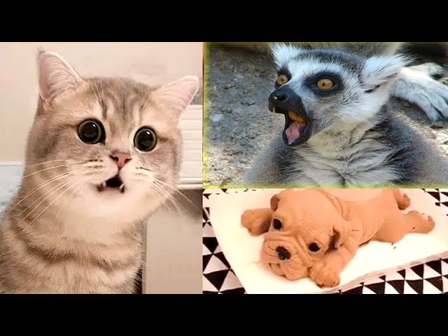 Funny Animals 🐧 - Best Of The 2020 Funny Animal Videos 😁 - Cutest Animals Ever