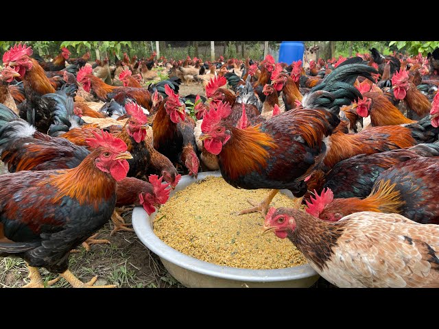 The process of raising native chickens from 1 day old to adulthood - chicken farm.