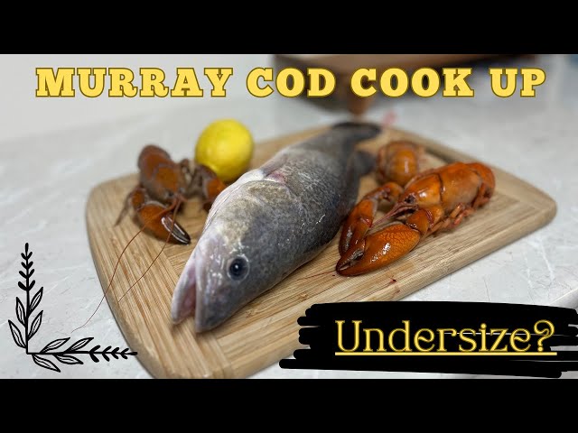 Undersized Murray Cod Ultimate Cook up!