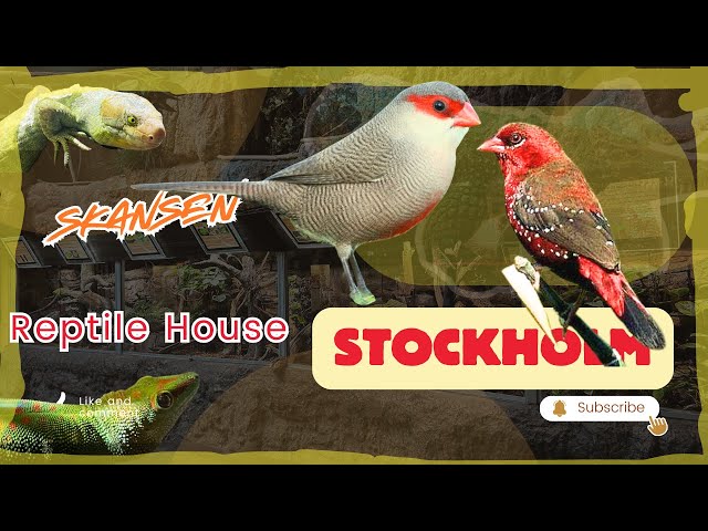 Stockholm Reptile House (Part5) Skansen Aquarium；斯德哥尔摩爬馆 （五）