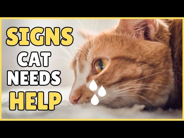 Warning Signs Your Cat is Sick And Needs Help!