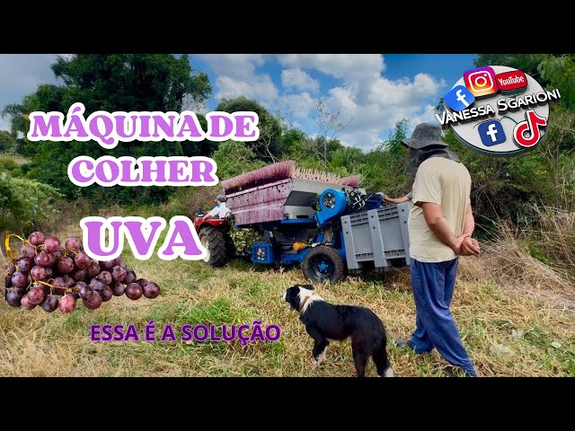 Como é a máquina de colher uva #agro