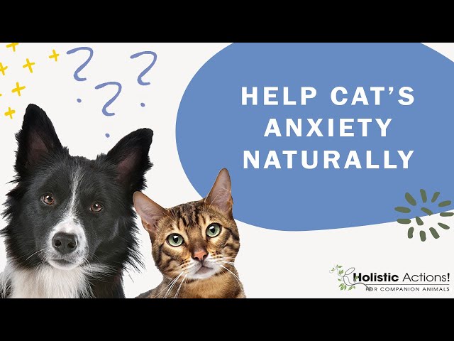 FAQ: What natural methods can I use to help my cat’s anxiety?