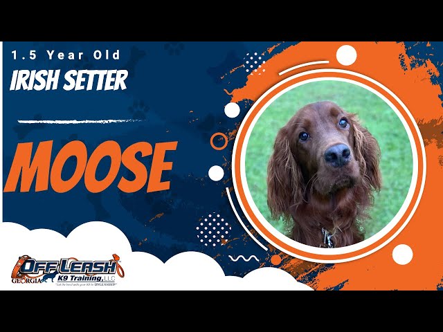 Moose | 1.5 Year Old Irish Setter | Off Leash Irish Setter Training, Georgia