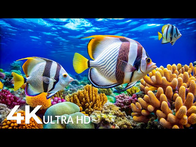 4K Amazing Aquarium 🐟 Rare & Colorful Sea Life Video 🐠 Peaceful Relaxation Music | 4K Video Ultra HD