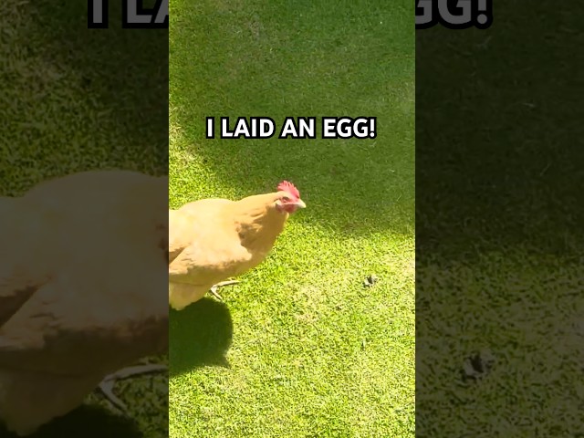 Chickens sing their EGG SONG!