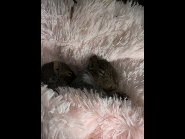 sweet sleep 3 Adorable orphaned baby squirrels snuggle .cutest rescued baby squirrels