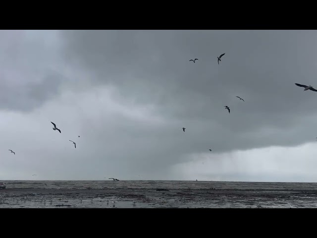 🪽✨🌊🌧️#beach #life #nature #naturelover #travel #rain#relaxing#naturelover