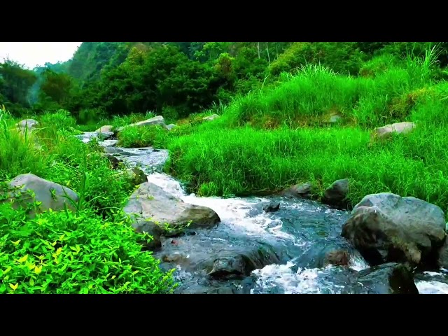 Beautiful Water River in cliffs, Gentle Stream Sounds, Harmonious Melodies of Forest Nature Sounds