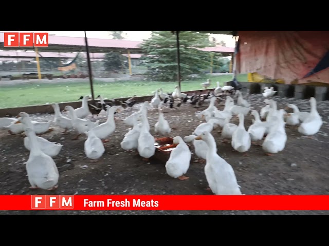 Farm fresh meats