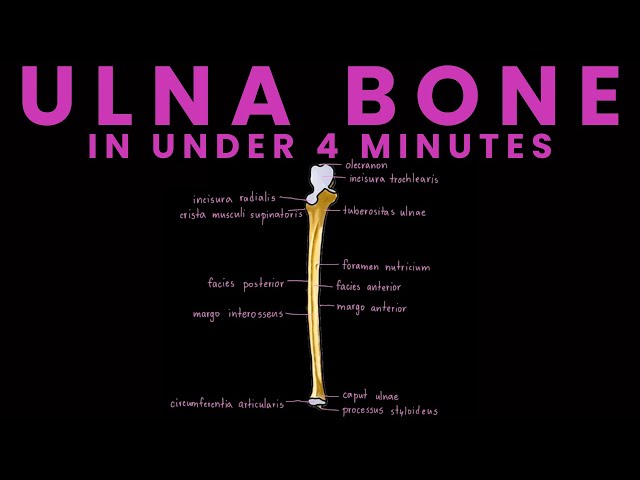 Ulna Anatomy in Under 4 Minutes