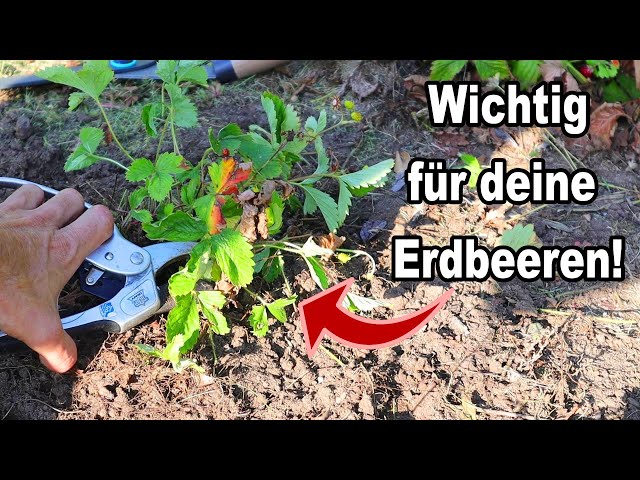 Nach der Ernte: Was deine Erdbeer-Pflanzen jetzt unbedingt brauchen!