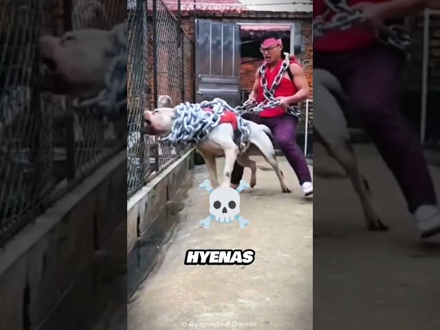 Fearless Dogs vs. Hyena! 😱