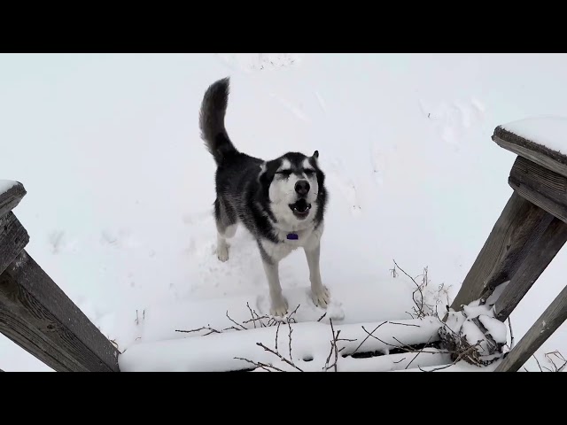 Husky Dog Enjoys Fun Playing Running Around The Snow | Winter Storm #snow #dog #husky #lifestyle