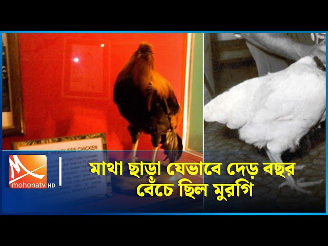 মাথা ছাড়া যেভাবে দেড় বছর বেঁচে ছিল মুরগি | Mohona TV