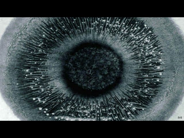 Cymatics Sound Patterns