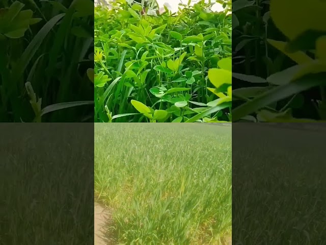 #love #kisan #apna #funny #farmer #nature #funny video #trending video #viral video