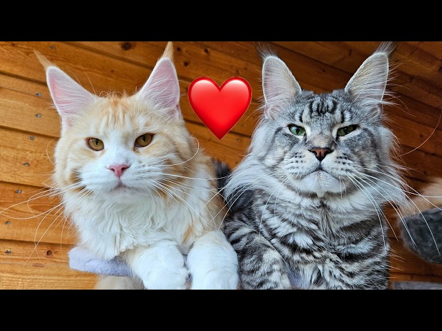 Ada & Dexter: A Cat Love Story