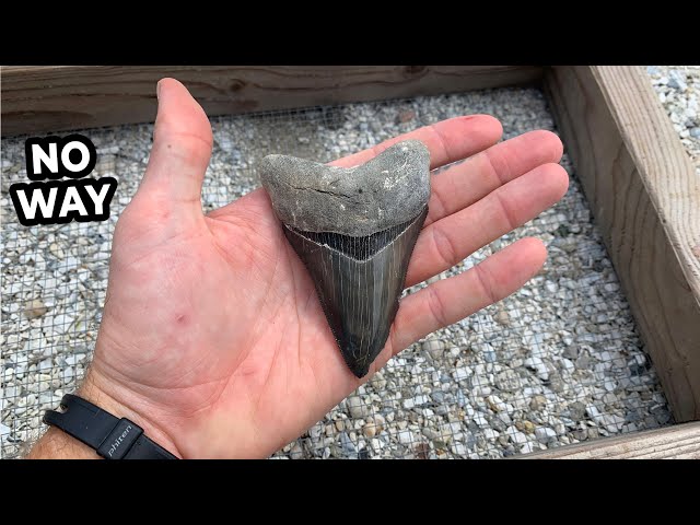 I found A GIANT Megalodon Shark Tooth In Florida! (How To Find Shark Teeth) VR180